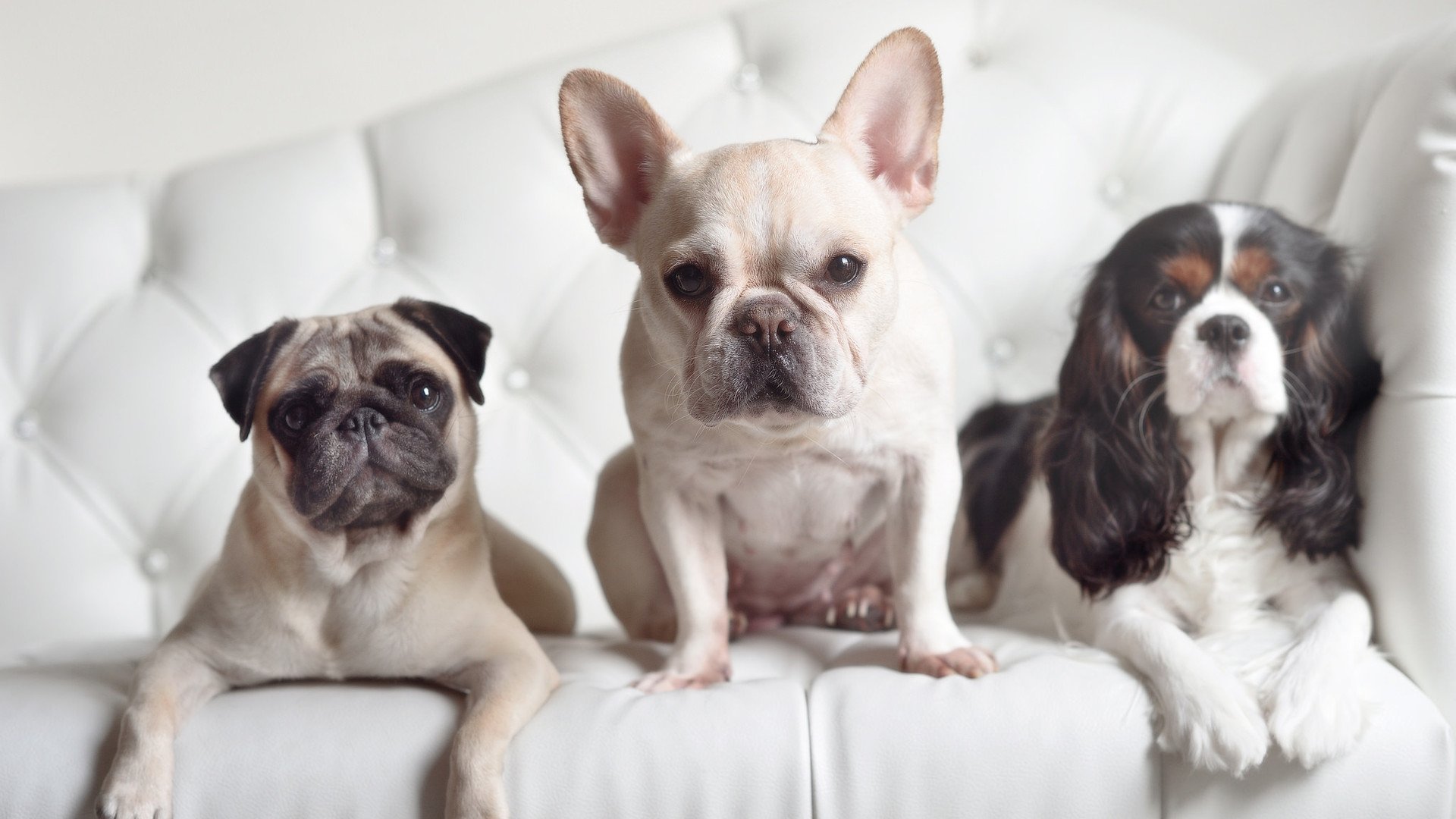 压哨绝杀！步行者惊天逆转浙江，马克西一战封神，亚洲之行彰显王者气质